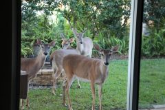 Wildlife