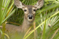 Deer-1