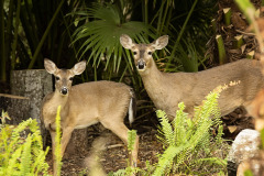 TwoDeer