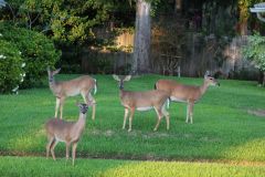 Wildlife
