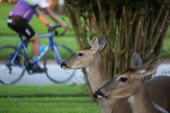 Wildlife
