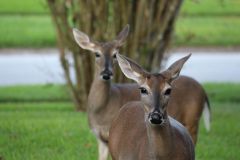 Wildlife