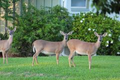 Wildlife