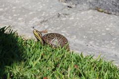 Wildlife